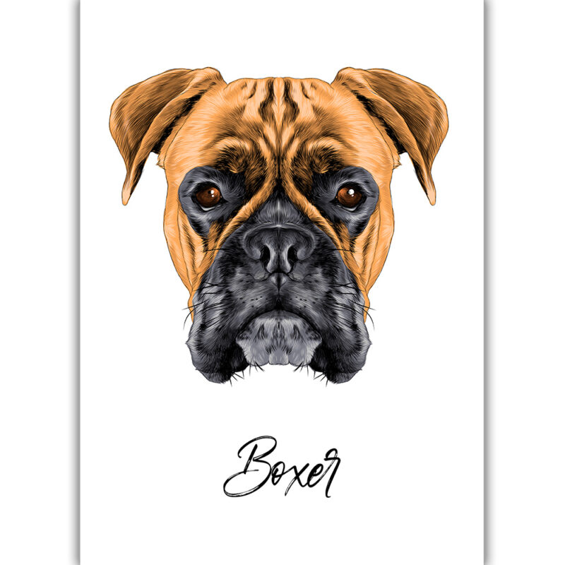 Boxer - Farvet