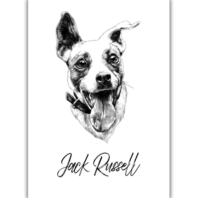 26 Jack Russell Terrier with his tongue - Sort/Hvid