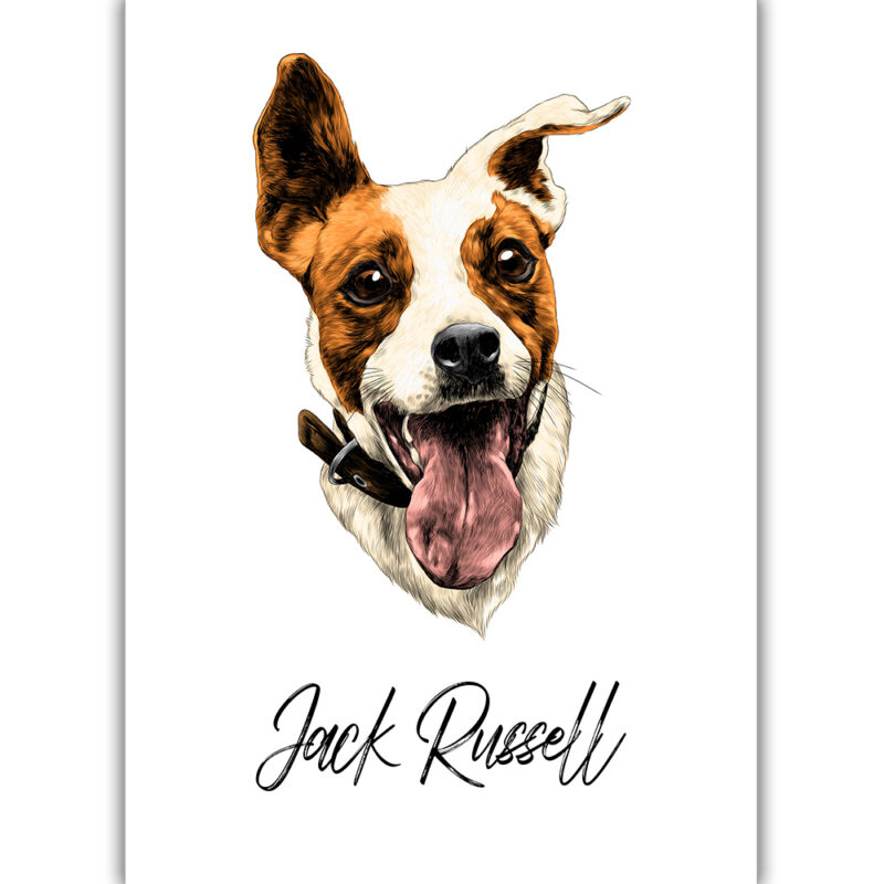 26 Jack Russell Terrier with his tongue - Farvet